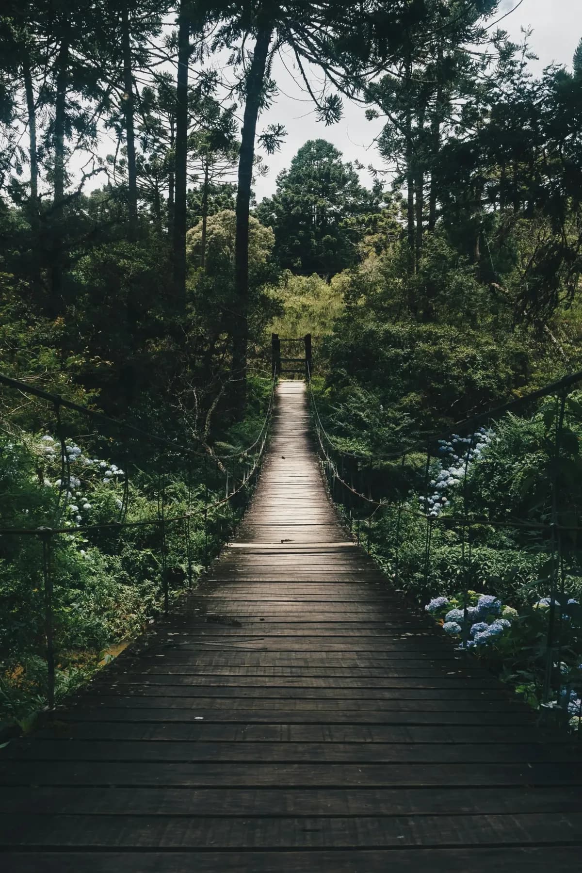 A wooden footbridge leading into a forest, accompanying an article on breaking bad habits
