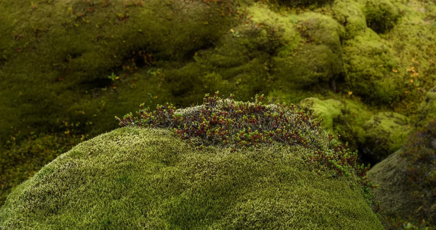 Sunlit moss and stone, a quiet natural detail