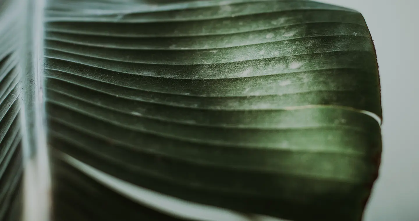 Close detail of leaf ribs, suggesting the fine structure beneath a pattern