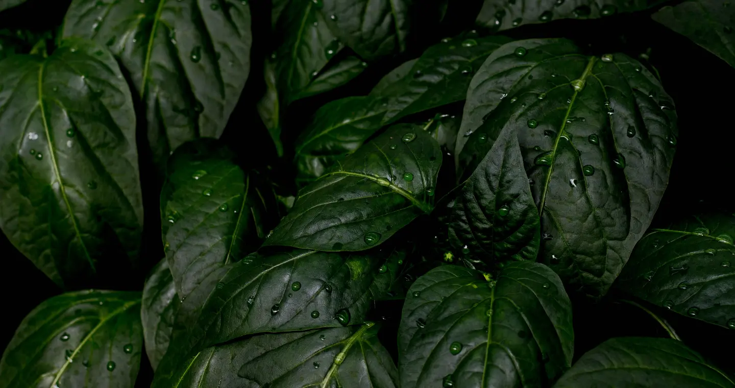 Rain-covered leaves, a service-neutral natural detail