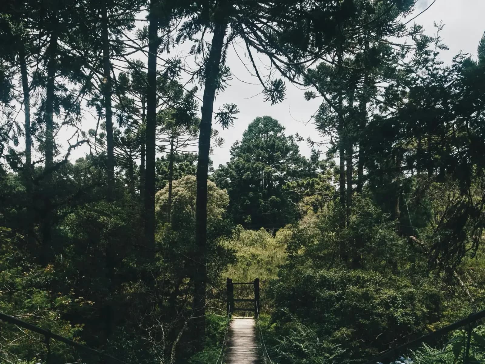 Hypnosis for Orange County NY clients, a wooden footbridge leading into a forest