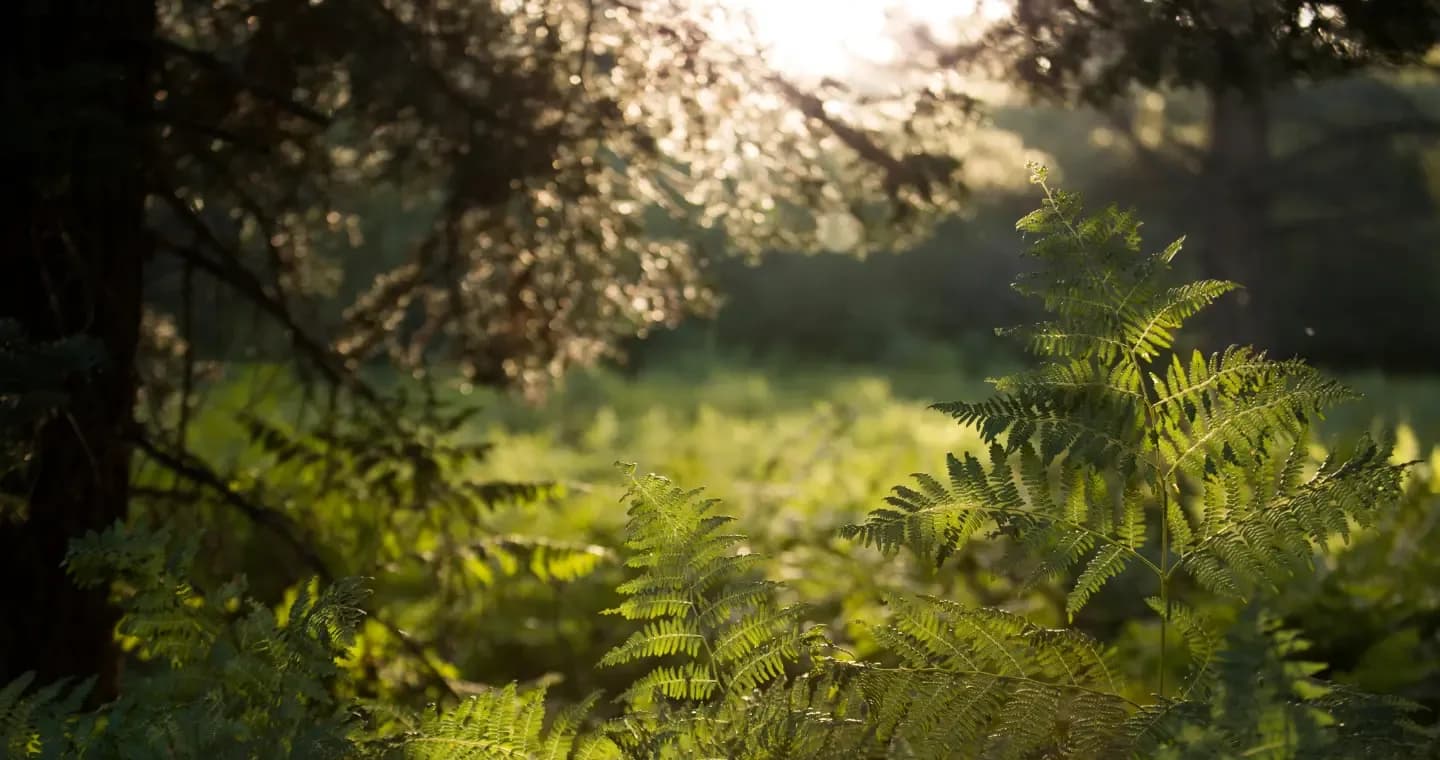 Hypnosis in Putnam County NY, sunlit ferns beneath trees at the edge of a wood