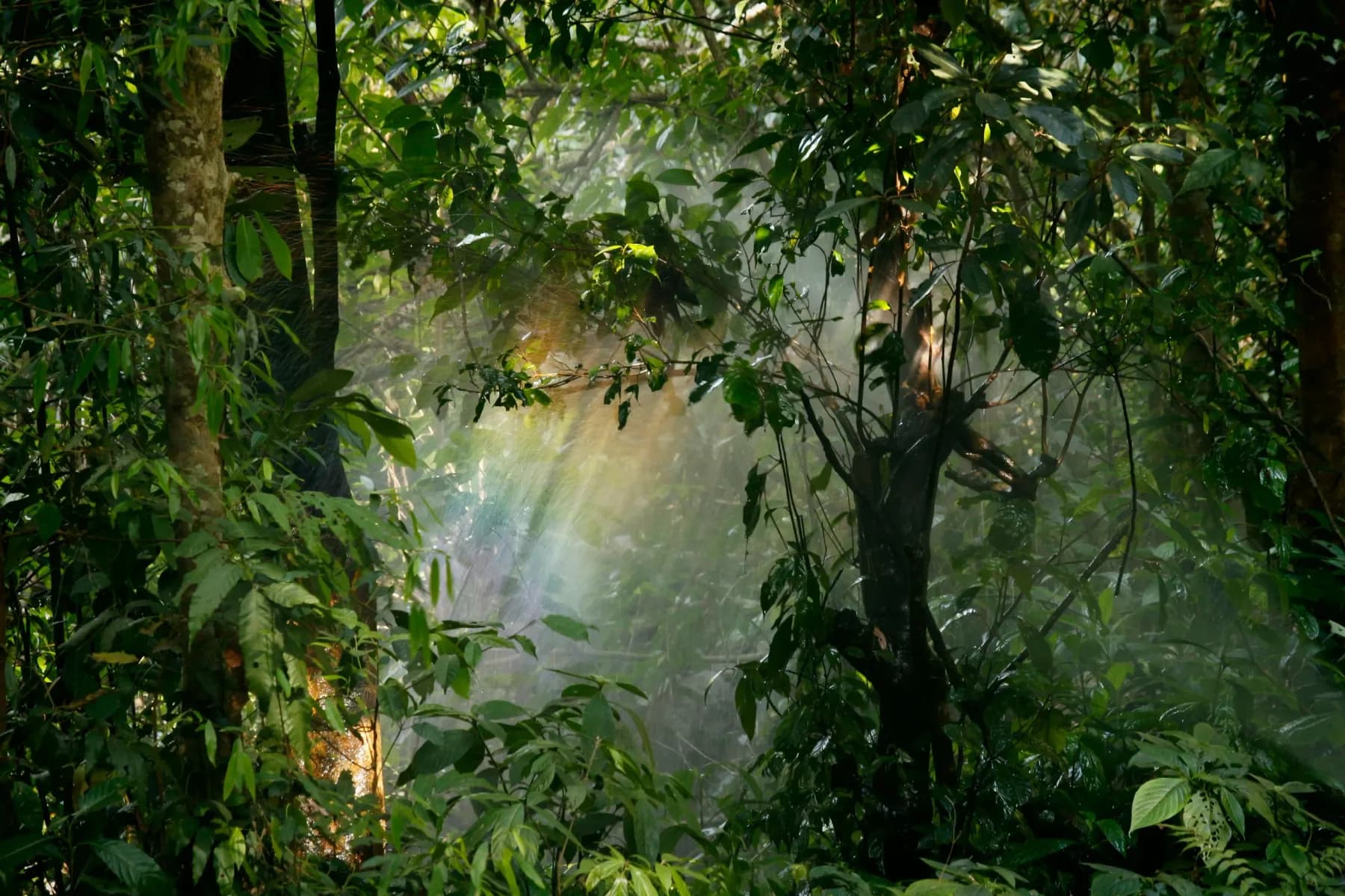 Light through rainforest leaves, accompanying an article on hypnosis for smoking cessation