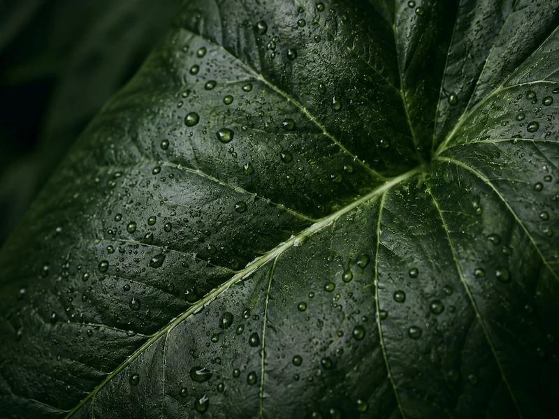 Botanical illustration accompanying an article on anxiety rooted in stress